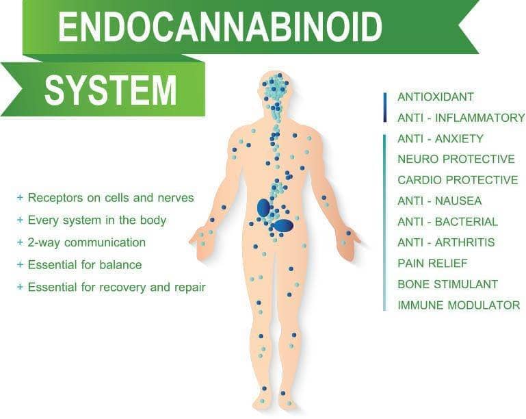 the endocannabinoid system - canrelieve cbd