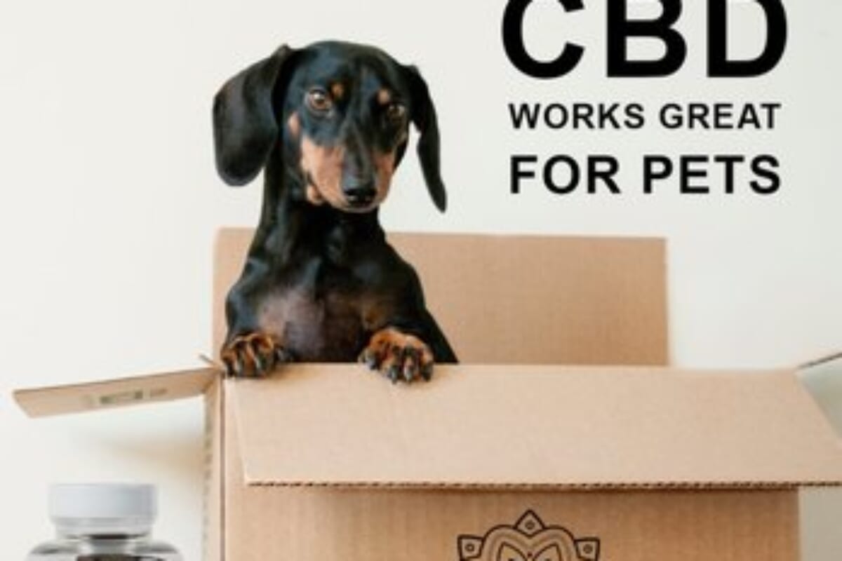 The Best CBD For Pets In Lakewood