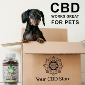 CBD for Pets in Lakewood